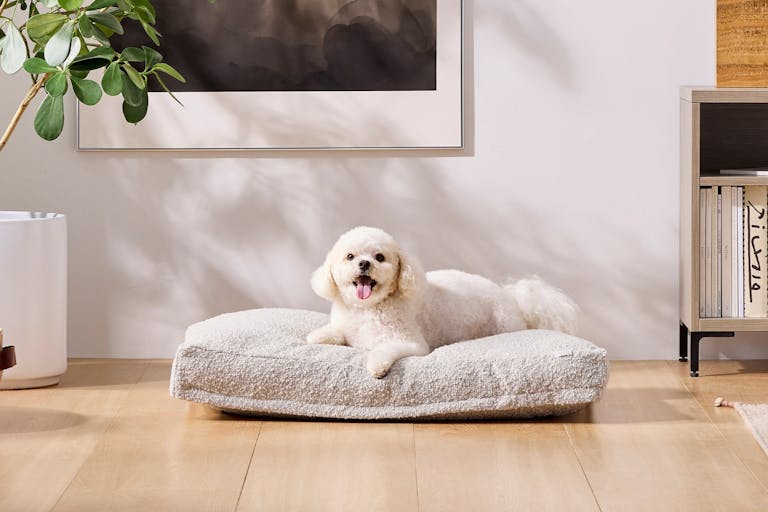 Saatva Dog Bed front model